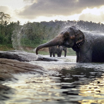 Sri-Lanka