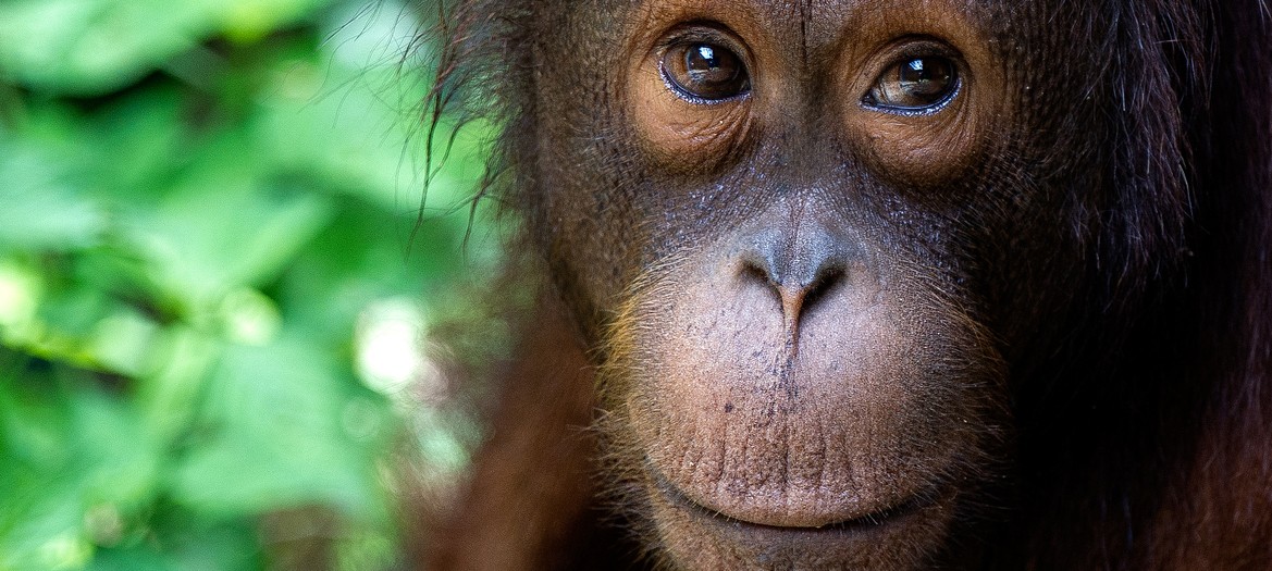 Malesia/Borneo