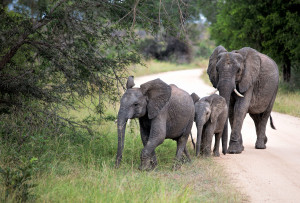 Sudafrica - Kruger National Park