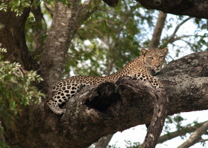 Sudafrica - Kruger National Park