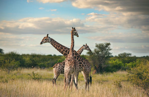 Sudafrica - Kruger National Park